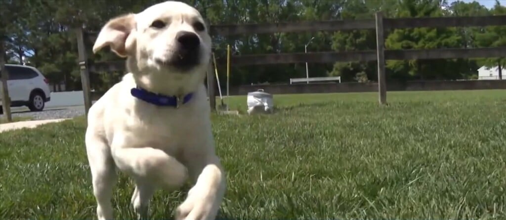 Humane Society Of South Mississippi Shares Tips To Keep Pets Safe During Summer Heat