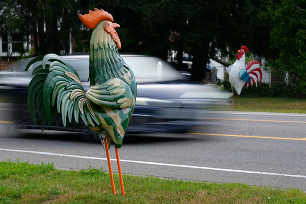 Rooster