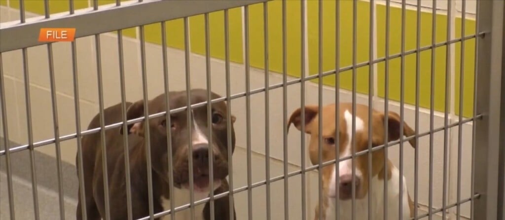 Hssm Offering ‘dog Days Of Summer’ Adoption Special