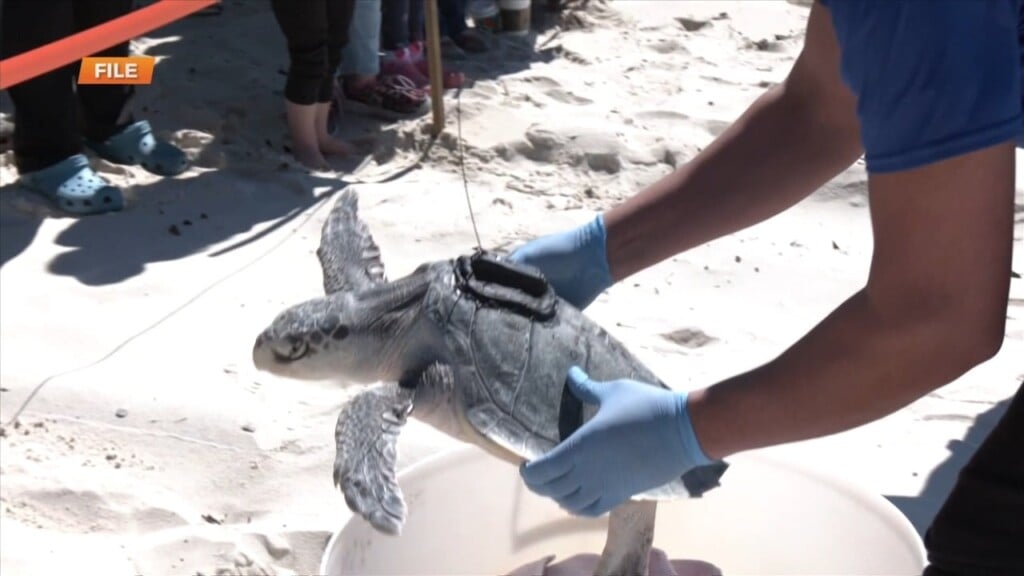 Institute For Marine Mammal Studies Holding Turtle Release