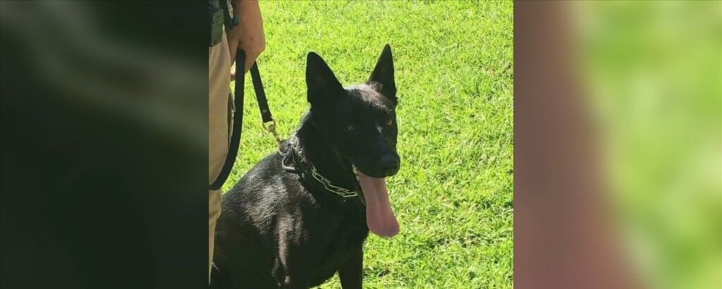 Pascagoula K9 Officer Rico Passes Away