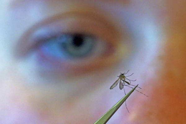 Mosquito