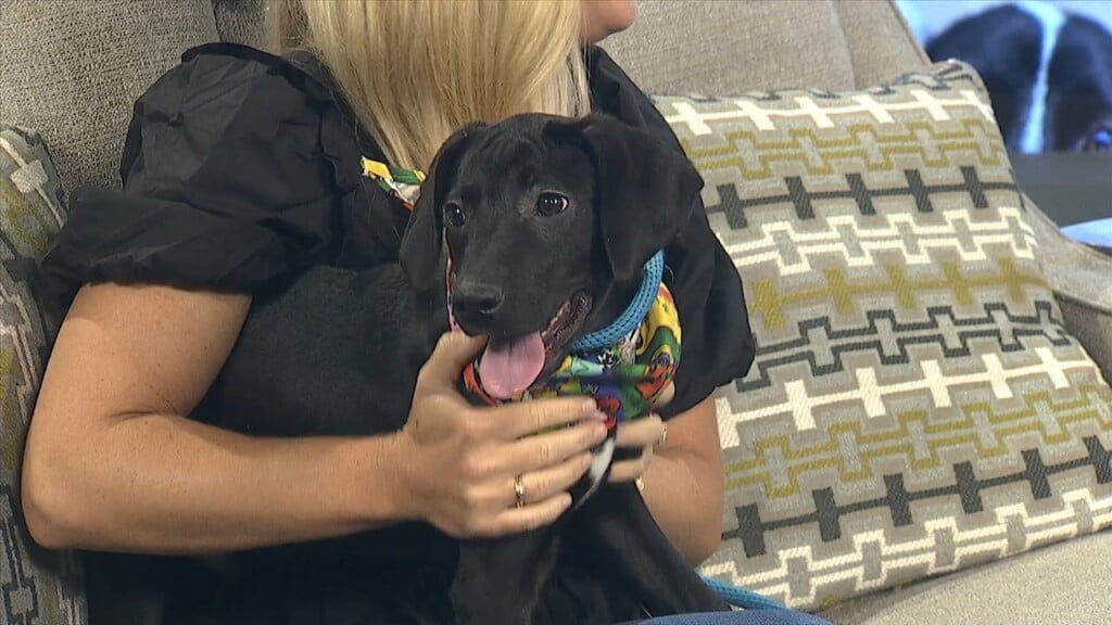 Pet Of The Week: John Is Looking For A Forever Home