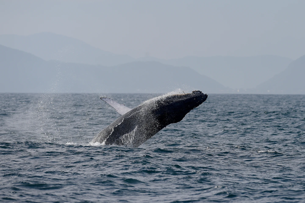 Humpback Whale