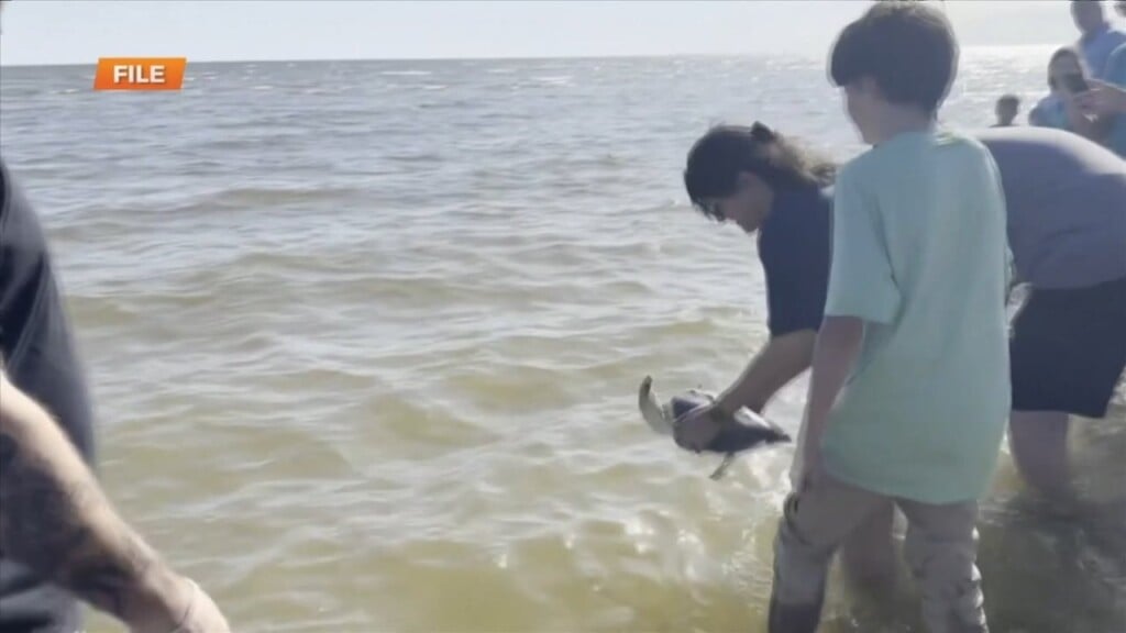 Mississippi Aquarium Holding Turtle Release On Thursday