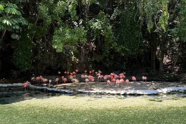 Flamingo