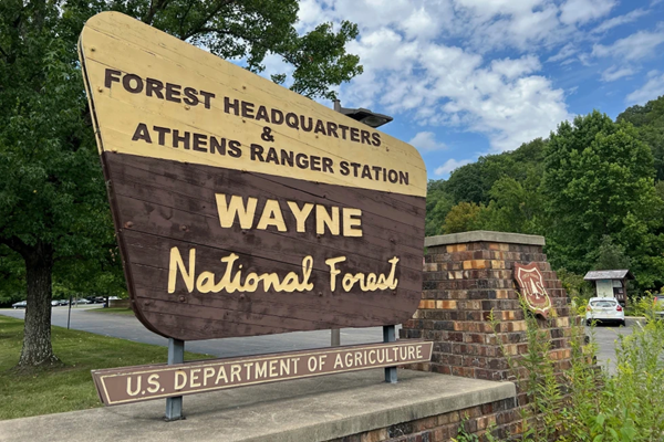 Wayne Forest