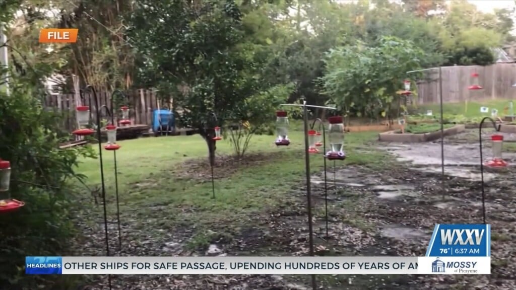 Hummingbird Fest Paused For 2026