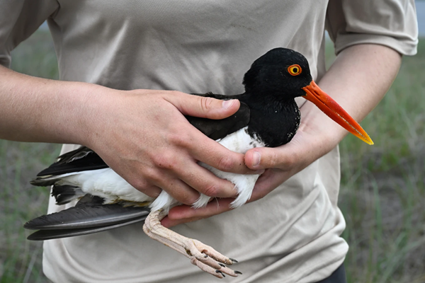 Oystercatcher