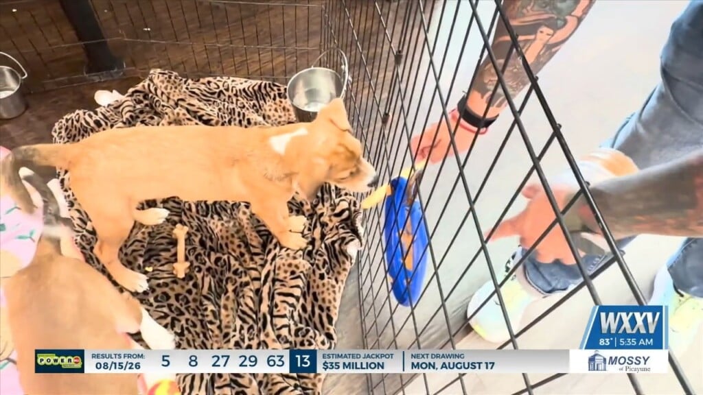 Hssm Hosts ‘paw Patrol’ Themed Pet Adoption Event At Premiere Lux Cinema In Biloxi