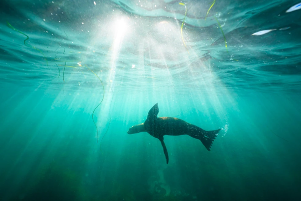 Sea Lion