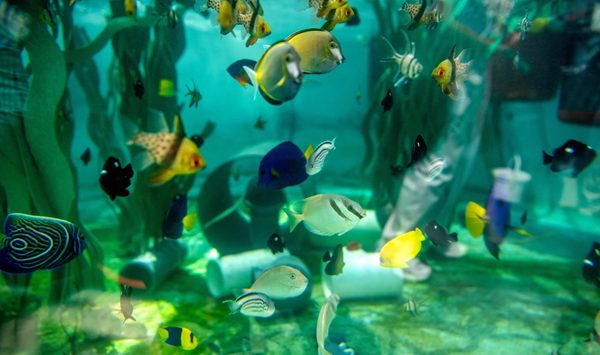 Fish