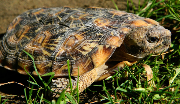 Pancake Tortiose