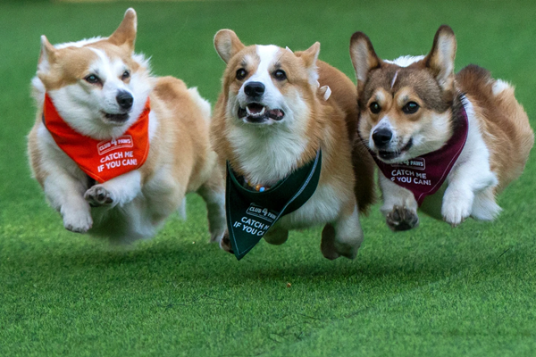 Corgis