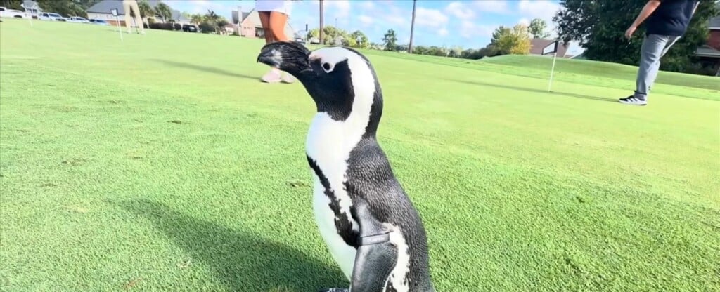 Golfers Hit The Links For Third Annual ‘pars For Penguins’ Tournament