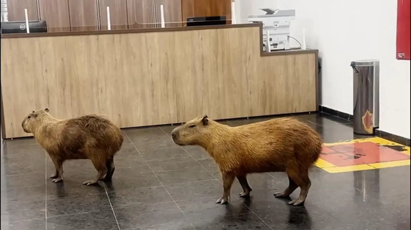 Capybaras