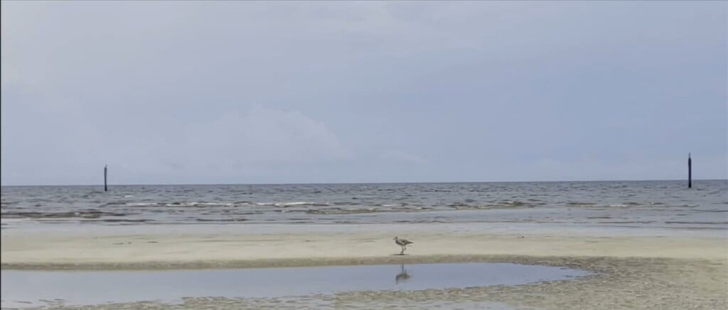 Mississippi State Department Of Health Provides Summer Vibrio Update