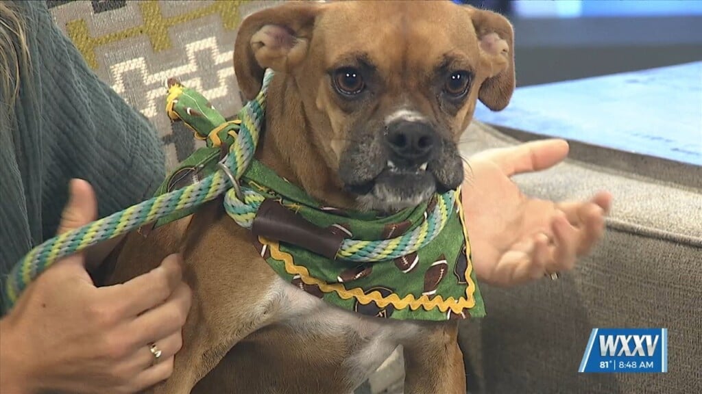 Pet Of The Week: Rocco Looking For A Forever Home