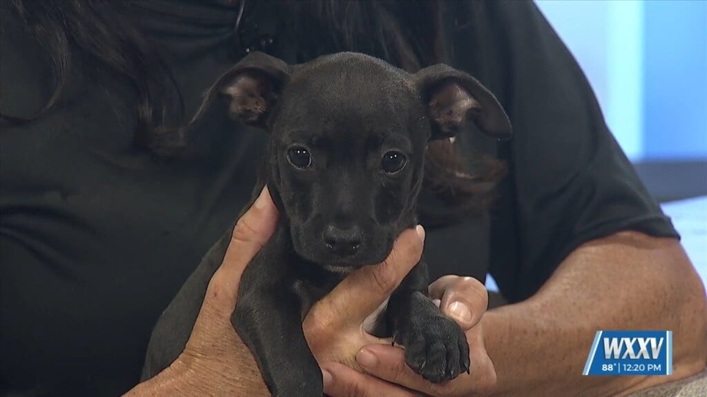 Pet Of The Week: Bernie Is Looking For A Forever Home!