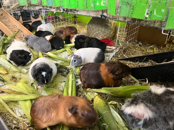 Guinea Pigs