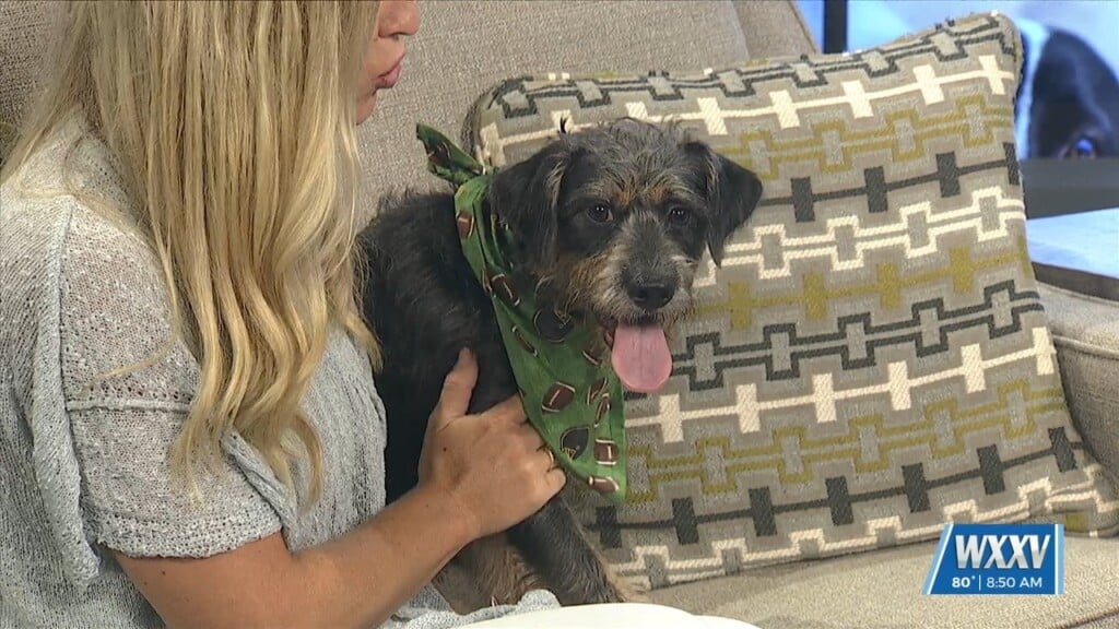 Wxxv Pet Of The Week: Lane Is Looking For A Forever Home!