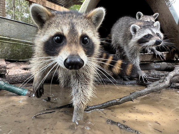 Racoons