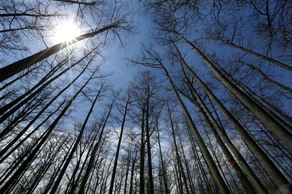 Trees