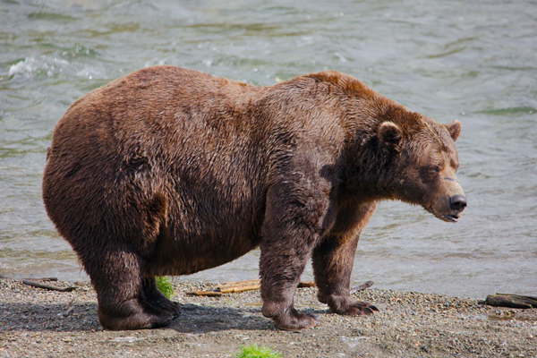 Fat Bear