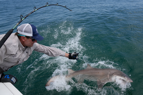 Sharks