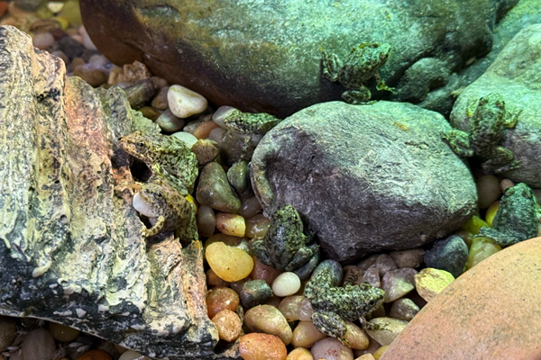 Frogs