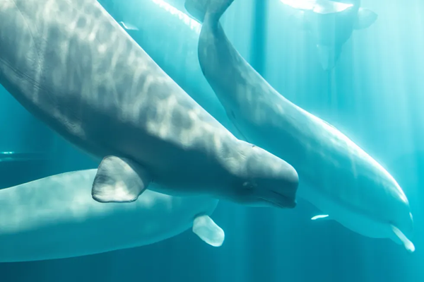 Whale