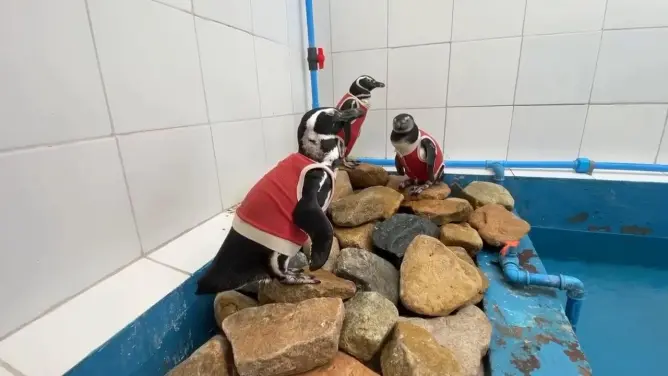 Penguins