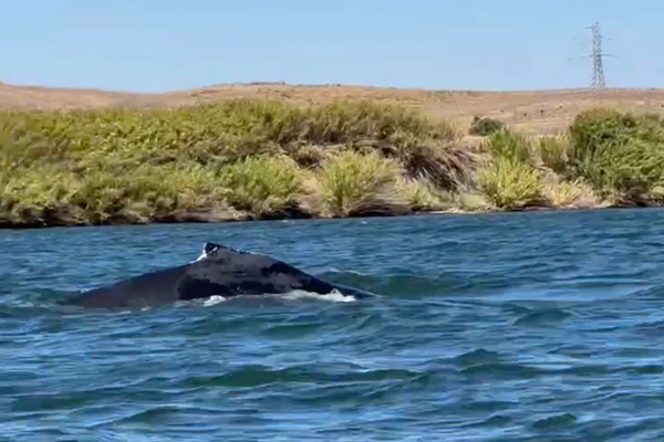 Whale