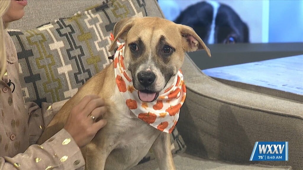 Wxxv News Pet Of The Week: Birdie Is Looking For A Forever Home