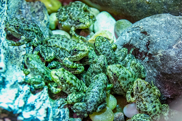 Frogs