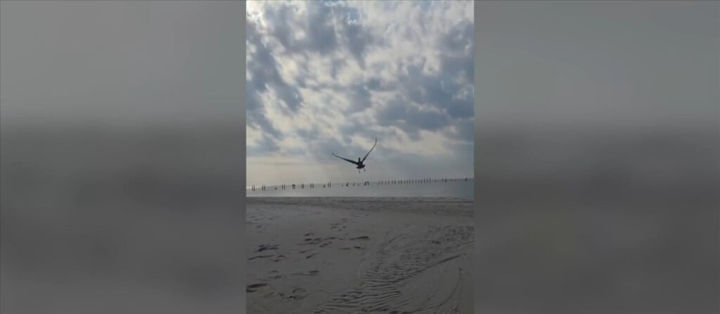 Pelican Rehabilitated In Pass Christian Released Into Wild