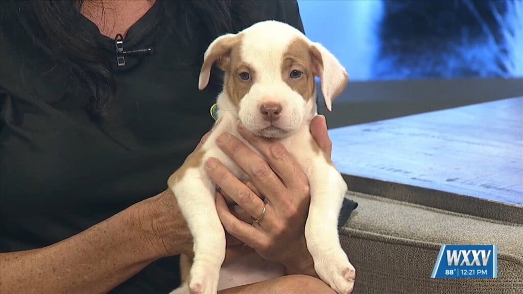Pet Of The Week: Francine Is Looking For A Forever Home