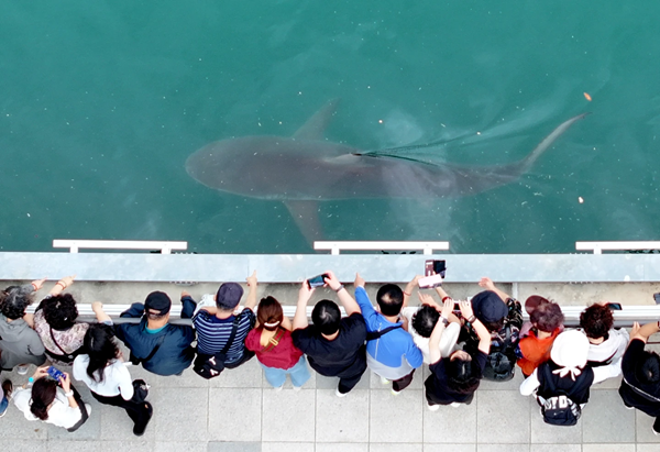 Shark