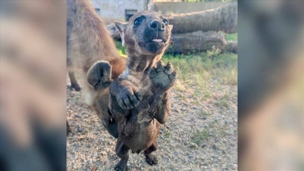Hattiesburg Zoo Shares Update On Baby Hyena Tukio