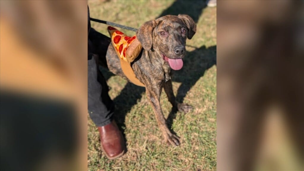 Humane Society Of South Mississippi Waiving Adoption Fees This Weekend