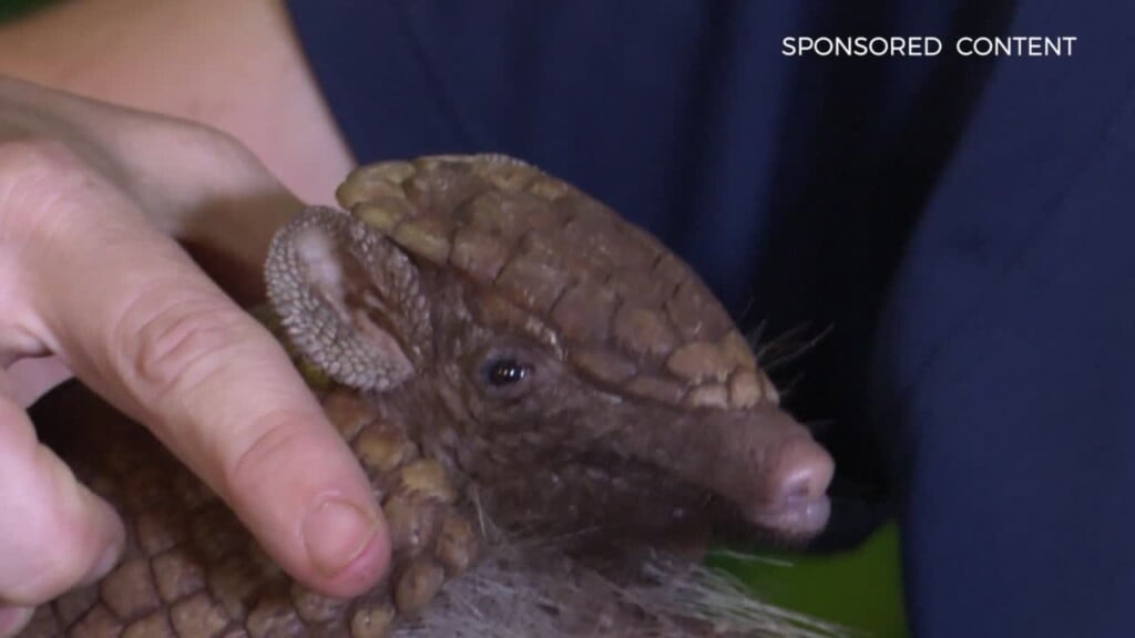 Wild Wonders Pele The Armadillo