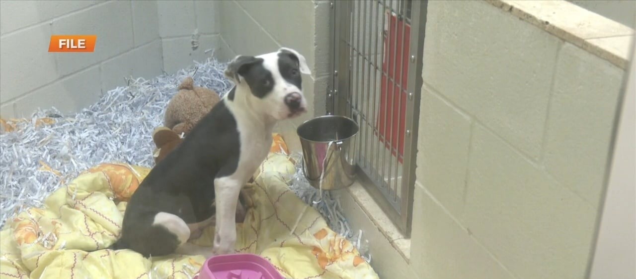 HSSM teaming up with Hill’s Pet Nutrition for adoption special