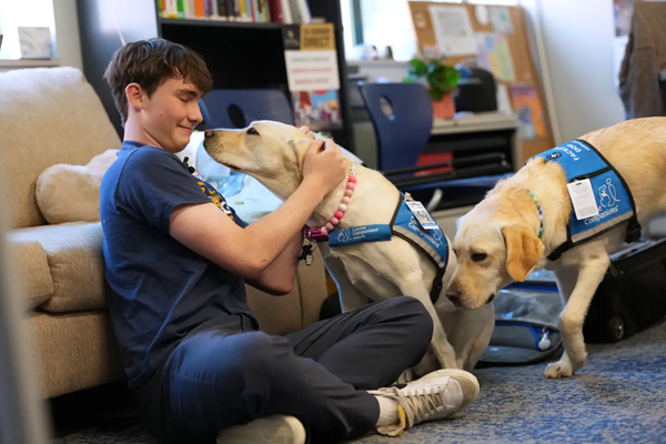 Therapy Dogs