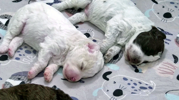 Pups