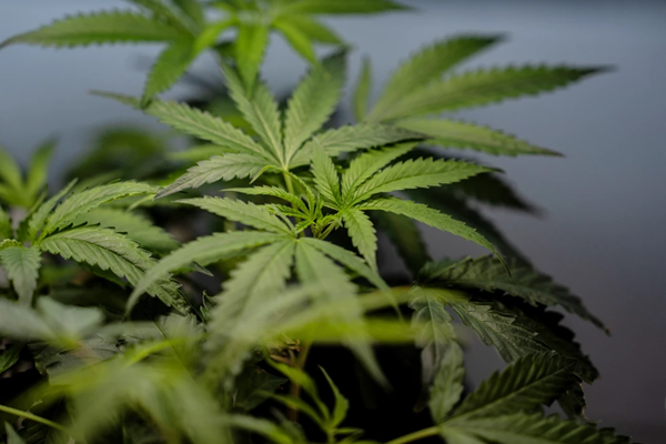 Medical Marijuana