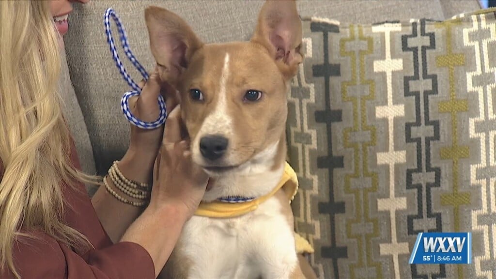 Pet Of The Week: Buzz Is Looking For A Forever Home
