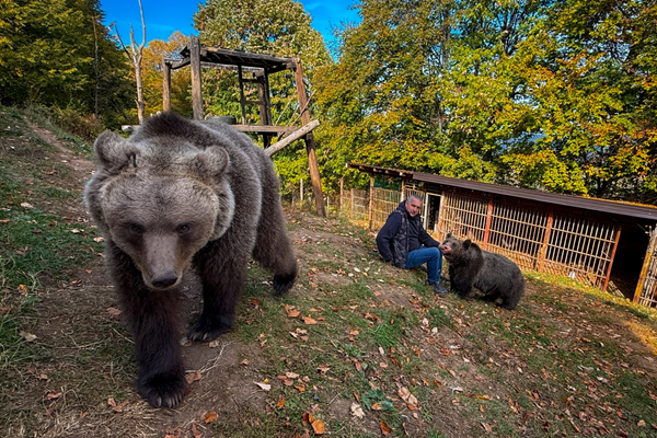 Bear