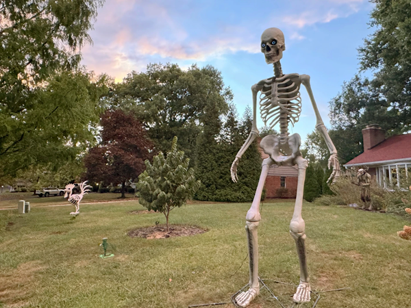 Skeleton