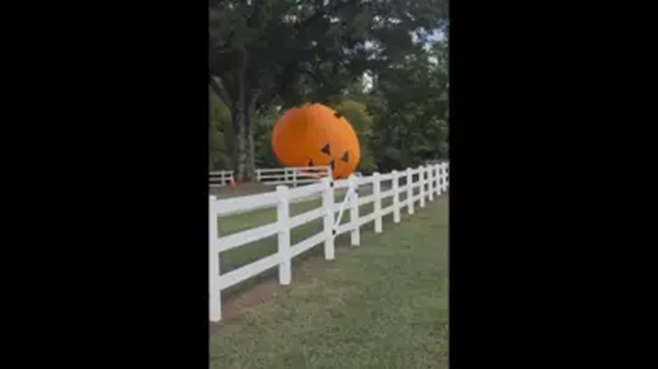 Pumpkin