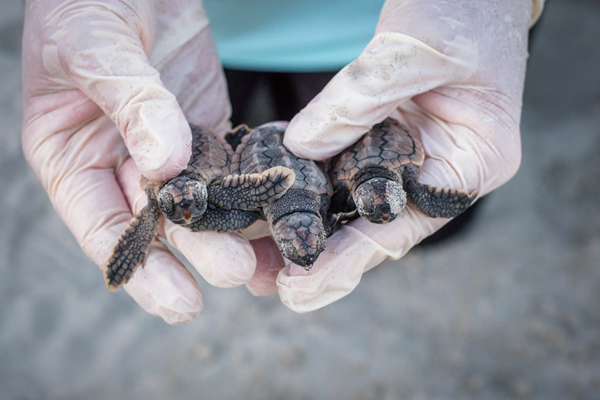 Turtles